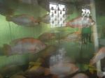 Biospheric Project